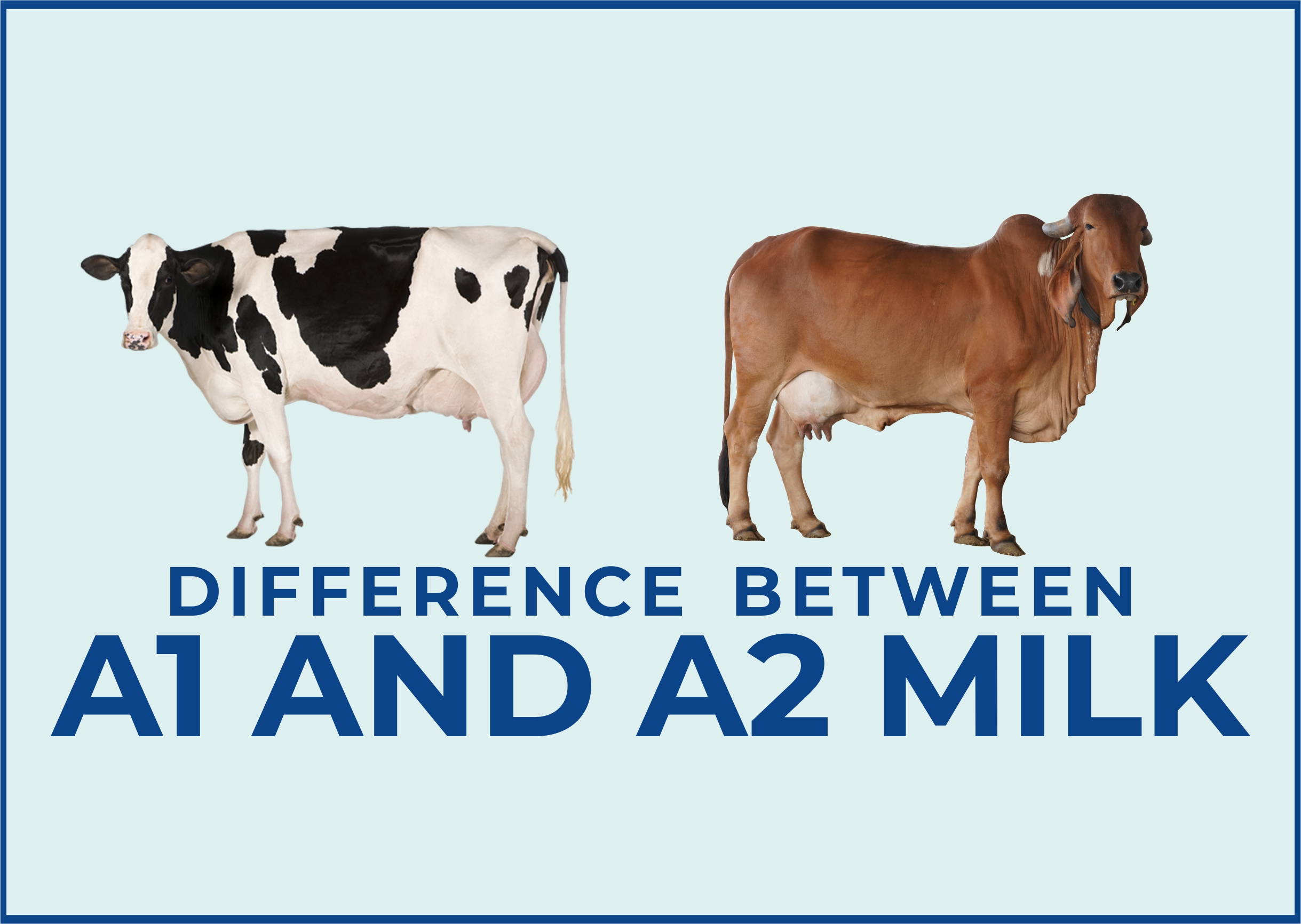 What is the Difference between A1 and A2 Milk?