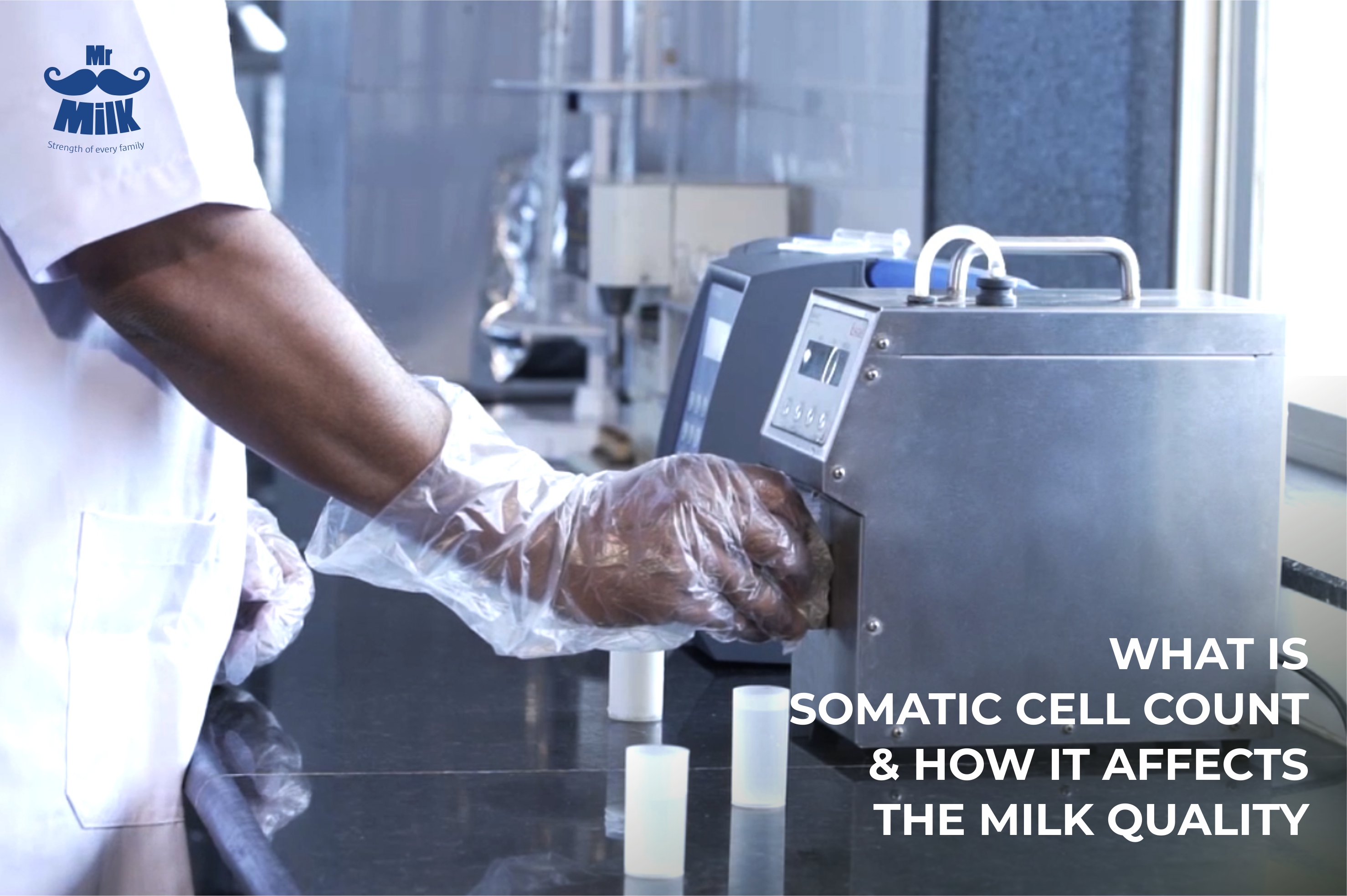 What is Somatic cell count & how it affects the milk quality