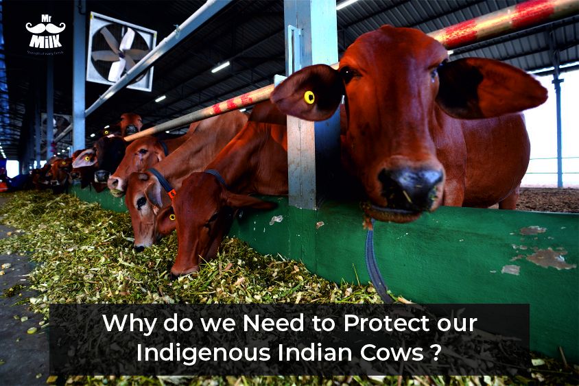 Why do we Need to Protect our Indigenous Indian Cows