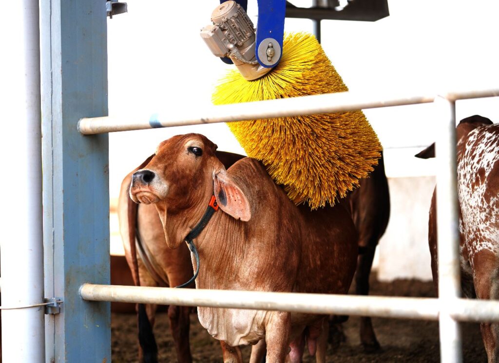 Desi Gir Cow 
