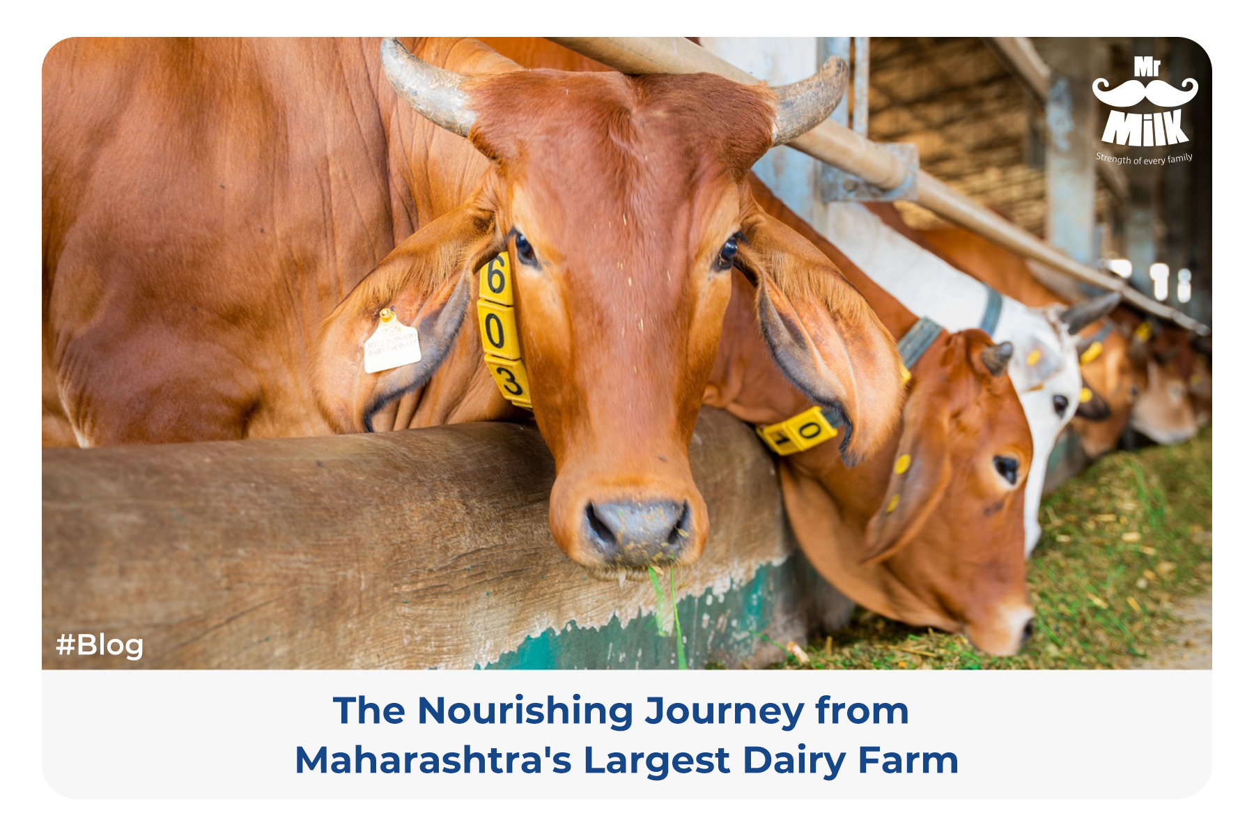 Mr Milk – The Nourishing Journey from Maharashtra’s Largest Dairy Farm.