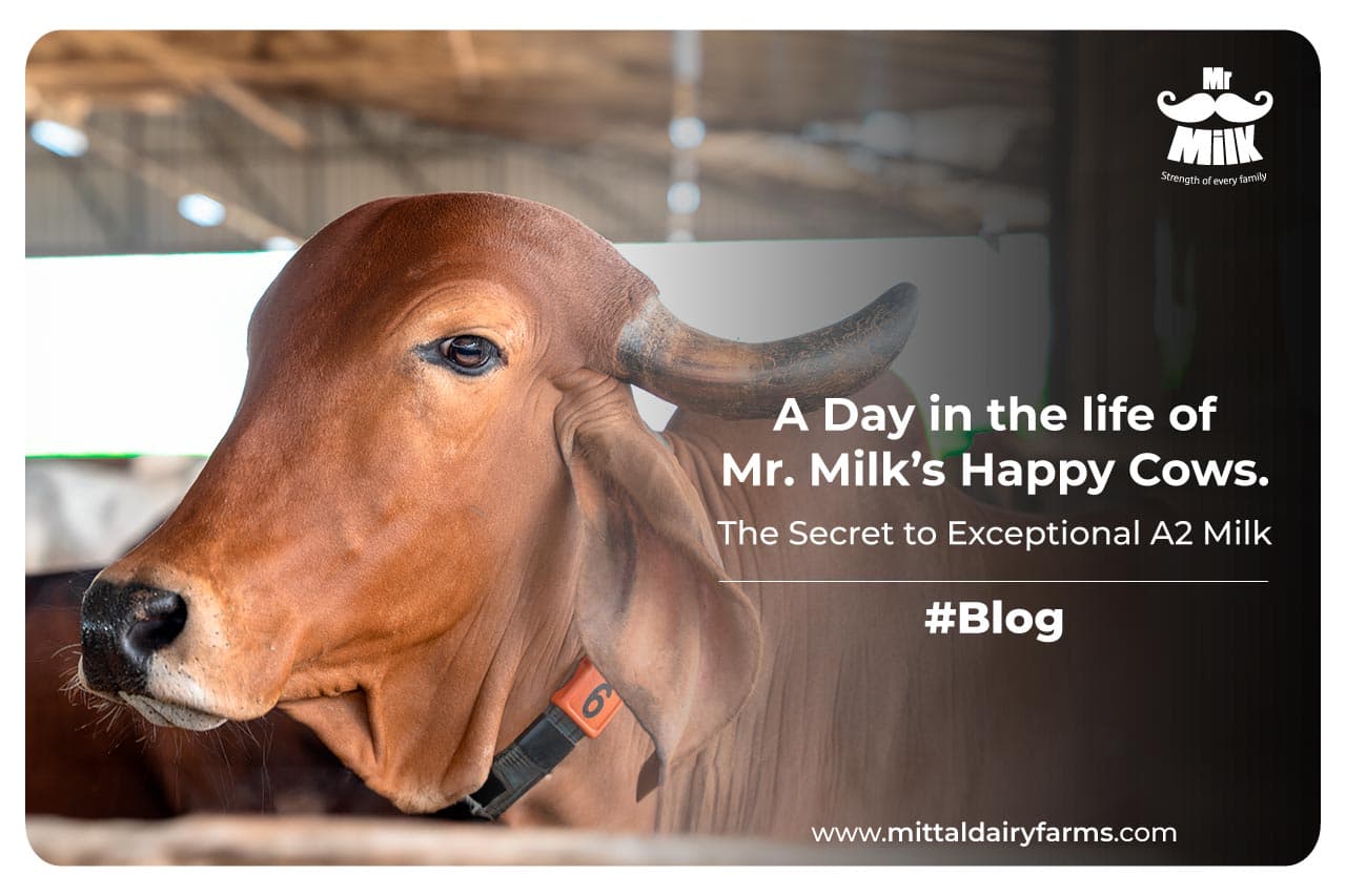 A Day in the Life of Mr. Milk’s Happy Cows: The Secret to Exceptional A2 Milk