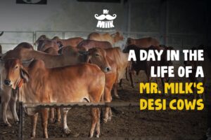 A day in the life of Mr. Milk Cows