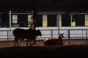 Resting & relaxation