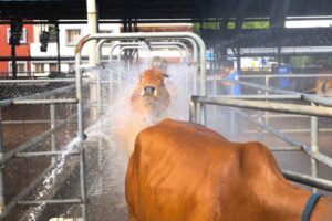 Spa Treatement for Cows