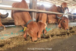 Cows enjoying fresh fodder