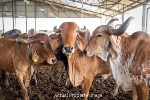 Gir & Sahiwal Cows at Mr. Milk Farm