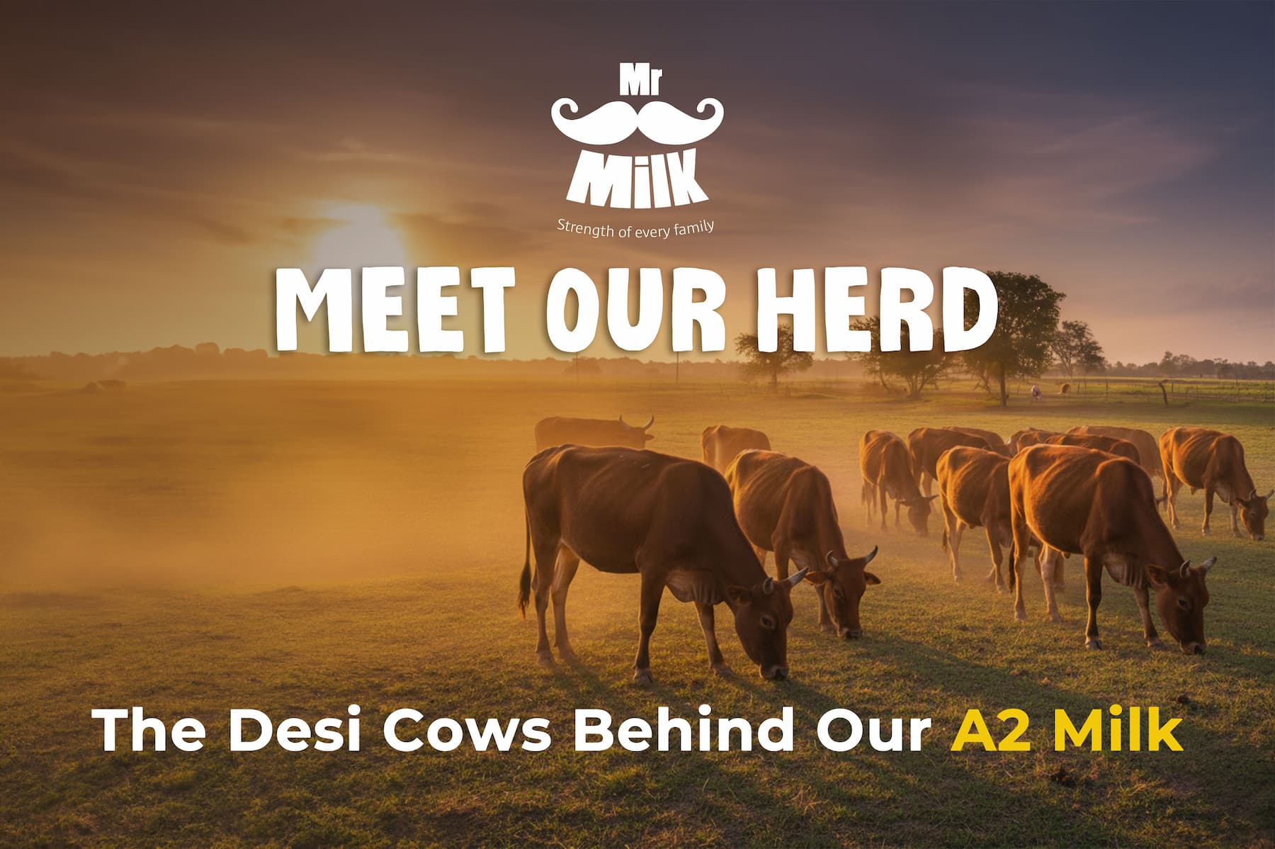 Meet Our Herd: The Desi Cows Behind Our A2 Milk
