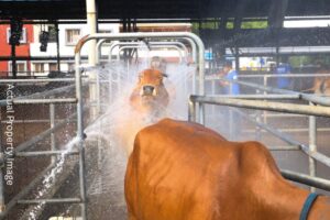 Desi Cows Enjoying Shower Bath at Farm