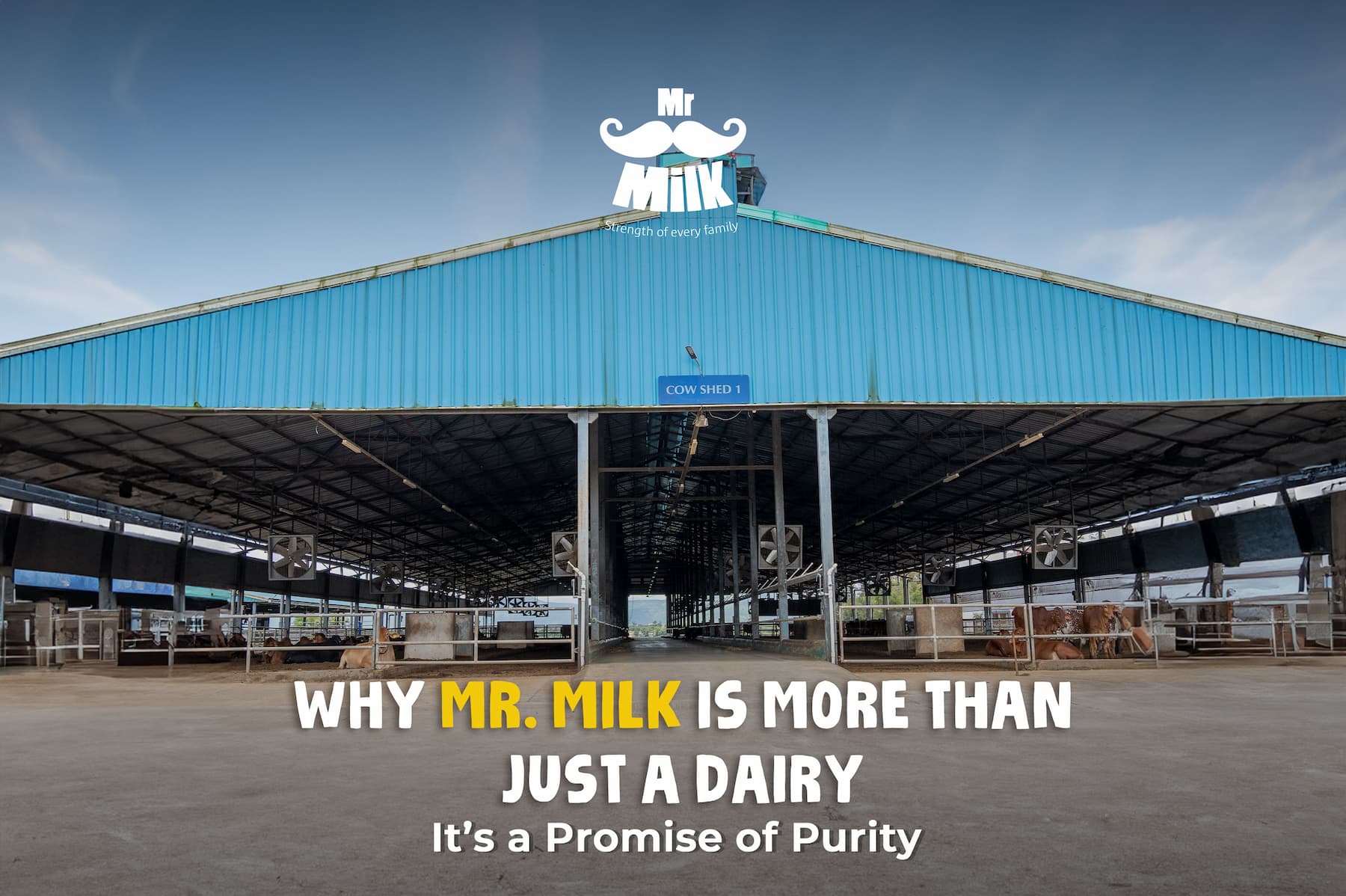 Why Mr. Milk is More Than Just a Dairy? – It’s a Promise of Purity