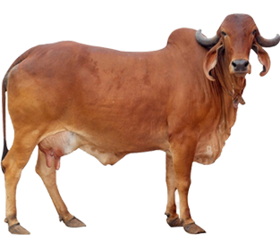 desi cow  a2 milk ghee