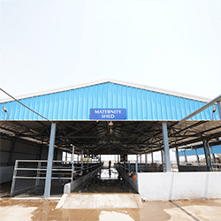 Mittal Dairy Farms