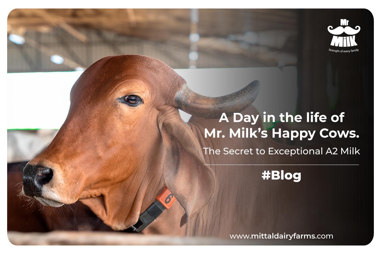 A Day in the Life of Mr. Milk's Happy Cows: The Secret to Exceptional A2 Milk