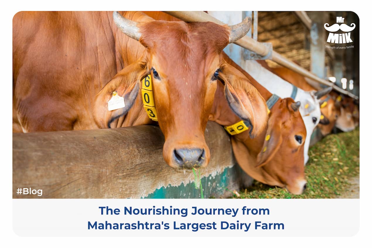 Mr Milk - The Nourishing Journey from Maharashtra's Largest Dairy Farm.