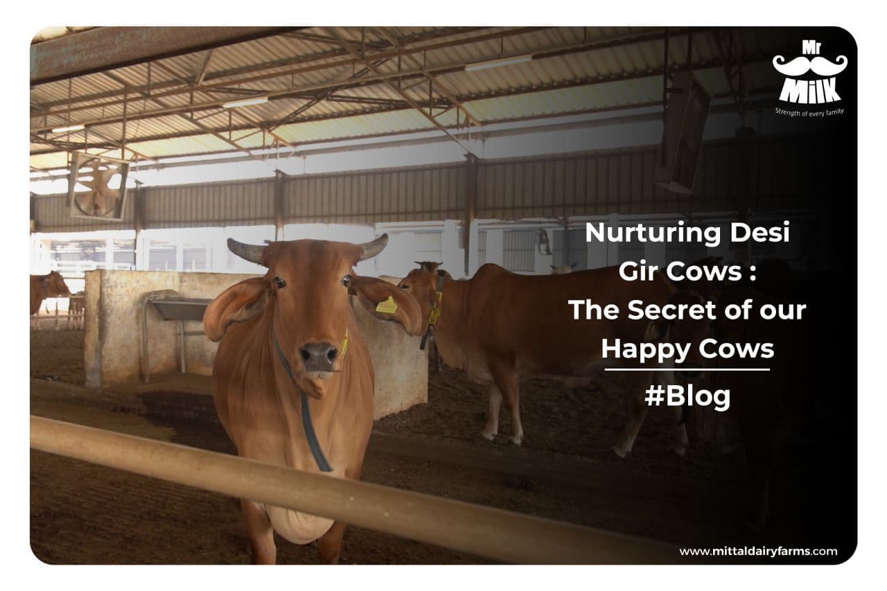 Nurturing Desi Gir Cows | The Secret of our Happy Cows