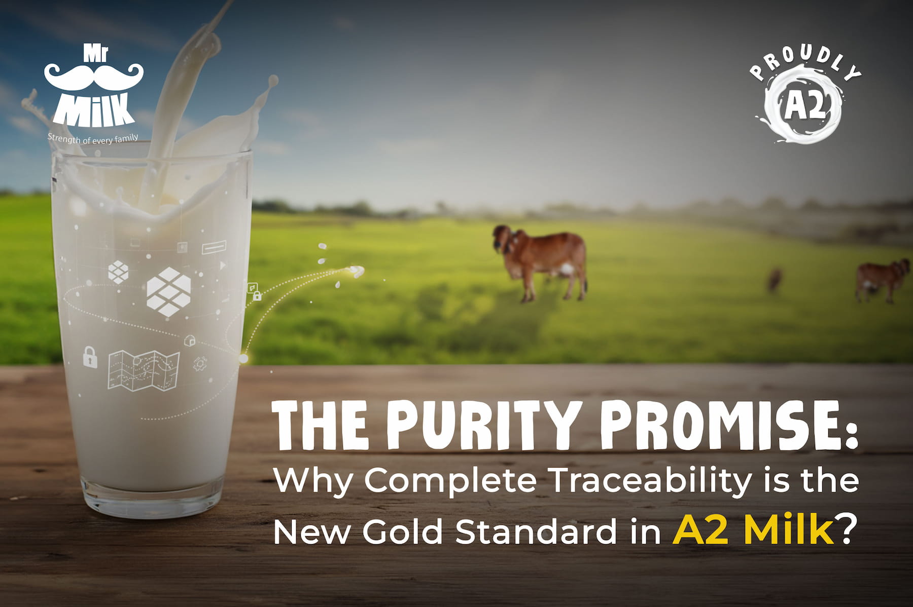 The Purity Promise: Why Complete Traceability is the New Gold Standard in A2 Milk?