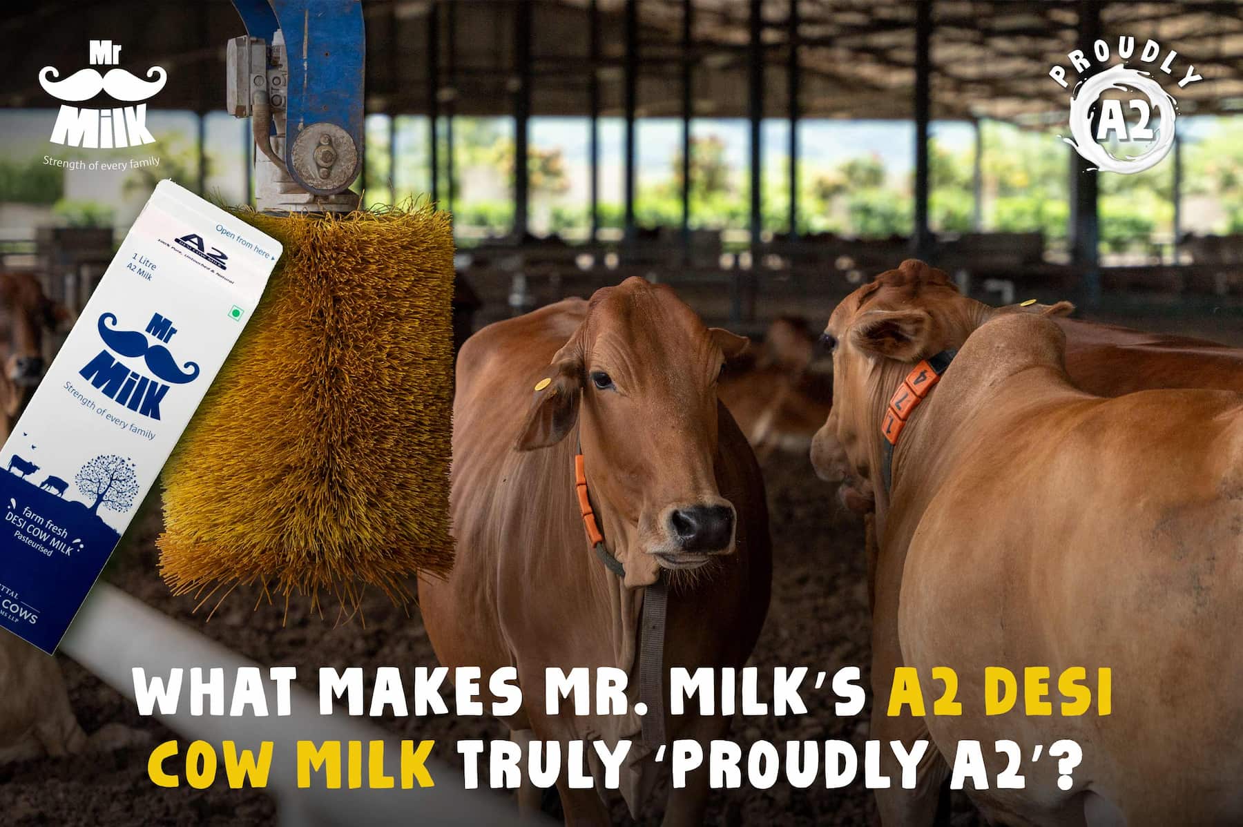 What Makes Mr. Milk’s A2 Desi Cow Milk Truly ‘Proudly A2’?